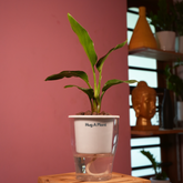 Bird Of Paradise (Strelitzia reginae)- Live Plant (With 5 Inch Self-Watering Pot & Plant)