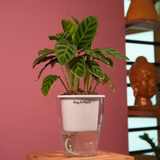 Calathea Zebrina / Zebra Plant - Live Plant (With 5 Inch Self-Watering Pot & Plant)
