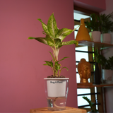 Dieffenbachia Sparkles - Live Plant (With 5 Inch Self-Watering Pot & Plant)