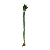 Lotus Bamboo Stick 50cm - Live Plant (Home & Garden)