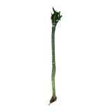 Lotus Bamboo Stick 50cm - Live Plant (Home & Garden)