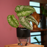 Silver Pictus / Silver Satin Pothos - Live Plant ( 4 Inch With Self-Watering Pot & Plant)