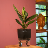 Monstera Peru (Monstera karstenianum)- Live Plant (With 4 Inch Self-Watering Pot & Plant)