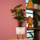 Syngonium Red Plum Plant (Pink veins) - Live Plant (With Self-Watering Pot & Plant)