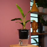 Bird Of Paradise (Strelitzia reginae)- Live Plant (With 5 Inch Self-Watering Pot & Plant)