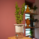 Jade Plant (Crassula Argentea) - Live Plant (With Self-Watering Pot & Plant)