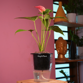 Red Anthurium (Anthurium andraeanum) Flowering/Ornamental Live Plant (With 5 Inch Self-Watering Pot & Plant)