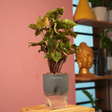 Syngonium Red Plum Plant (Pink veins) - Live Plant (With Self-Watering Pot & Plant)