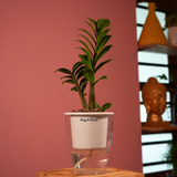 Zamioculcas zamiifolia ƒ??Zenziƒ?? Dwarf ZZ Plant- Live Plant (With 5 Inch Self-Watering Pot & Plant)