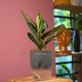 Monstera Peru (Monstera karstenianum)- Live Plant (With 4 Inch Self-Watering Pot & Plant)