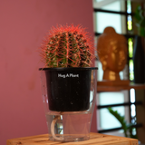 Ball Cactus Red (echinocactus grusonii) - Live Plant (With 5 Inch Self-Watering Pot & Plant)