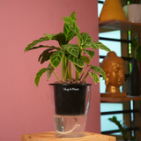 Calathea Zebrina / Zebra Plant - Live Plant (With 5 Inch Self-Watering Pot & Plant)