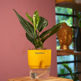 Monstera Peru (Monstera karstenianum)- Live Plant (With 4 Inch Self-Watering Pot & Plant)