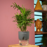 Chamaedorea Palm (Chamaedorea seifrizii) - Live Plant (With Self-Watering Pot & Plant)