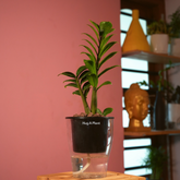 Zamioculcas zamiifolia ƒ??Zenziƒ?? Dwarf ZZ Plant- Live Plant (With 5 Inch Self-Watering Pot & Plant)