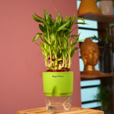 3 Layer Lucky Bamboo - Live Plant (With Self-Watering Pot & Plant)