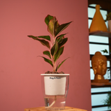 Aglaonema Lipstick - Live Plant (With 5 Inch Self-Watering Pot & Plant)