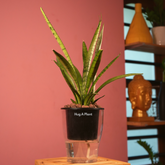 Sansevieria Silver Princess / Snake Plant (Sansevieria trifasciata)- Live Plant (With 5 Inch Self-Watering Pot & Plant)