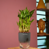 3 Layer Lucky Bamboo - Live Plant (With Self-Watering Pot & Plant)