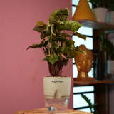 Syngonium Red Plum Plant (Pink veins) - Live Plant (With Self-Watering Pot & Plant)