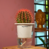 Ball Cactus Red (echinocactus grusonii) - Live Plant (With 5 Inch Self-Watering Pot & Plant)