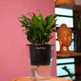 Dracaena Compacta - Live Plant (With 5 Inch Self-Watering Pot & Plant)