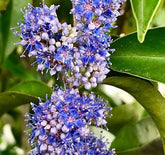 Wild Blueberry /Kaayaaboo(Memecylon umbellatum) Fruit Live Plant (Home & Garden)