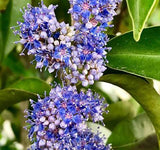 Wild Blueberry /Kaayaaboo(Memecylon umbellatum) Fruit Live Plant (Home & Garden)