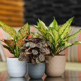 Verona Diamond Planter 11cm Round Plastic Pot For Home & Garden (11CM | 4INCH)