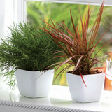 Siena 17cm Square Plastic Pot