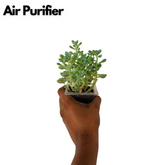 Pachyphytum Succulent Live Plant