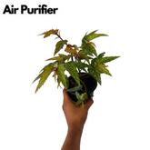 Angel Wing Begonia - Live Plant (Home & Garden)