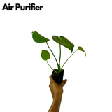 Monstera Deliciosa - Live Plant (Home & Garden)