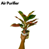 Aglaonema Thailand Red- Live Plant In Pot (Home & Garden)