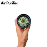 Red Tip Laxmi Kamal (Lakshmi Kamal) - Sempervivum Live Plant