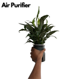 Peace Lily (Small Leaf) in Selfwatering Pot (Spathiphyllum) Flowering/Ornamental Live Plan (Home & Garden)