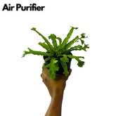 Asplenium Nidus Crissie Fern- Live Plant In 5 Inch Pot (Home & Garden)