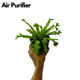Asplenium Nidus Crissie Fern- Live Plant In 5 Inch Pot (Home & Garden)