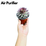 Sempervivum Brown Tip - Live Plant (Home & Garden)