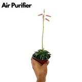 Aloe Tiger Jade - Live Succulent Plant (Home & Garden)