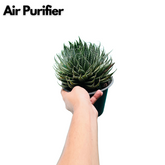 Aloe aristata - Live Plant (Home & Garden)