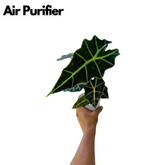 Alocasia Polly / African Mask / Elephant Ear (Alocasia x amazonica 'Polly') - Live Plant (Home & Garden)