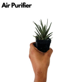 Zebra Haworthia | Haworthia Fasciata - Succulent Live Plant (Home & Garden)