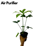 Philodendron Goeldi (Thaumatophyllum Spruceanum) - Live Plant In 5 Inch Pot (Home & Garden)