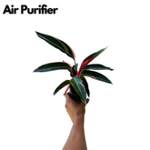 Calathea Stromanthe Triostar - Live Plant (Home & Garden)