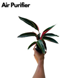 Calathea Stromanthe Triostar - Live Plant (Home & Garden)