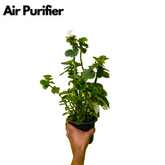 Begonia (Any Color) - Live Plant (Home & Garden)