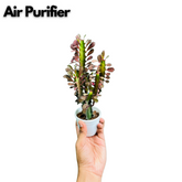 Euphorbia Trigona Red- Live Plant (Home & Garden)