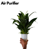 Peace Lily in Selfwatering Pot (Spathiphyllum) Flowering/Ornamental Live Plan (Home & Garden)