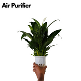 Peace Lily in Selfwatering Pot (Spathiphyllum) Flowering/Ornamental Live Plan (Home & Garden)